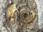 FZ012701 Fossil in rock.jpg